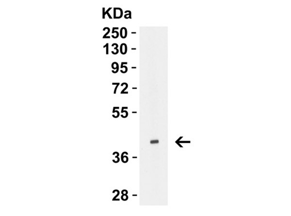 Western Blot Validation with H5N1 HA Protein